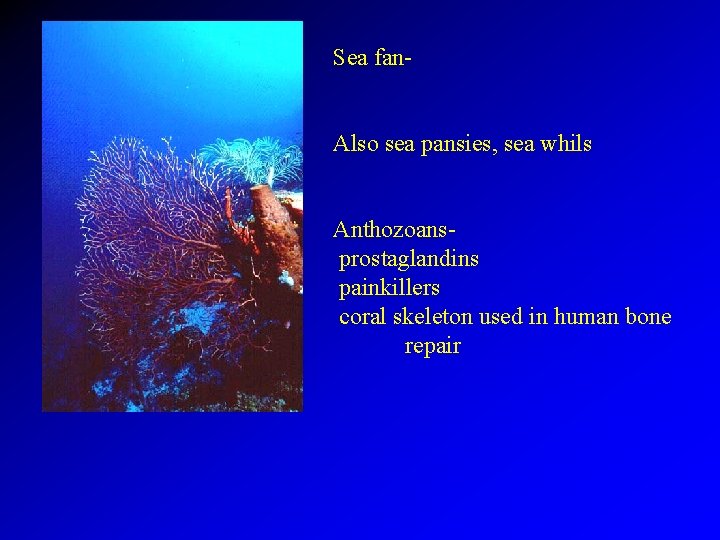 Sea fan. Also sea pansies, sea whils Anthozoansprostaglandins painkillers coral skeleton used in human