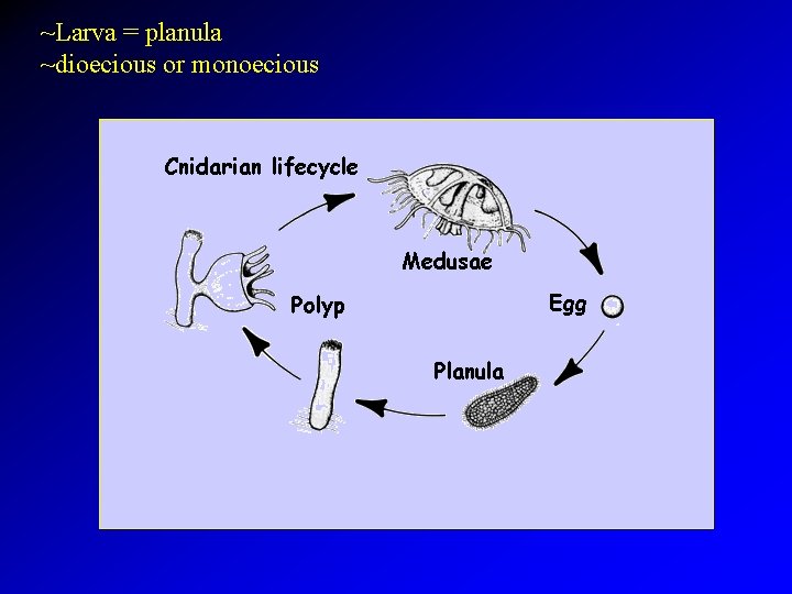 ~Larva = planula ~dioecious or monoecious 