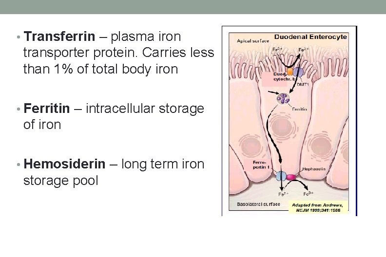• Transferrin – plasma iron transporter protein. Carries less than 1% of total • Transferrin – plasma iron transporter protein. Carries less than 1% of total