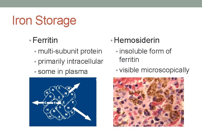 Iron Storage • Ferritin • Hemosiderin • multi-subunit protein • insoluble form of ferritin