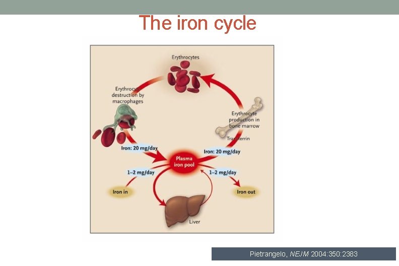 The iron cycle Pietrangelo, NEJM 2004: 350: 2383 