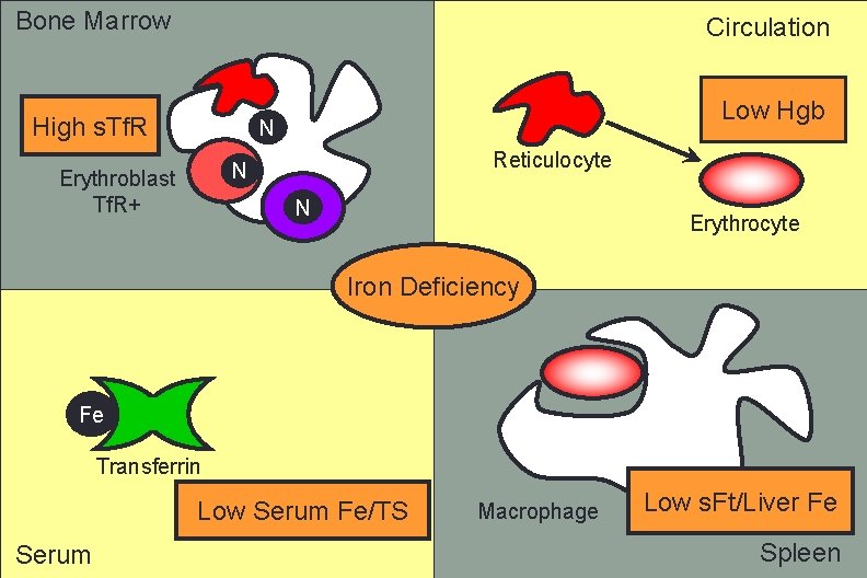 Bone Marrow Circulation High s. Tf. R Low Hgb N Reticulocyte N Erythroblast Tf.