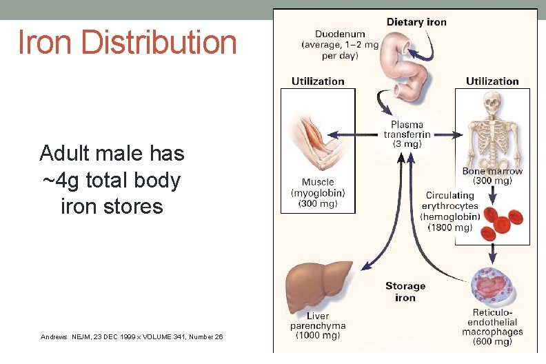 Iron Distribution Adult male has ~4 g total body iron stores Andrews NEJM, 23