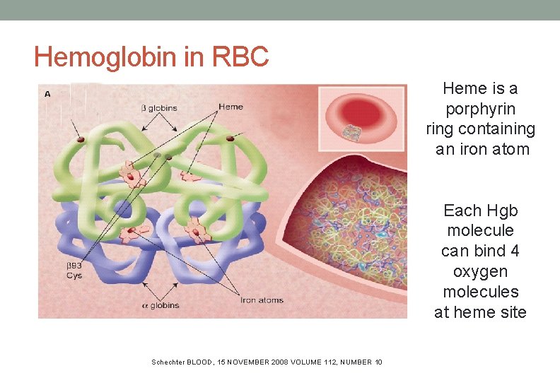 Hemoglobin in RBC Heme is a porphyrin ring containing an iron atom Each Hgb Hemoglobin in RBC Heme is a porphyrin ring containing an iron atom Each Hgb