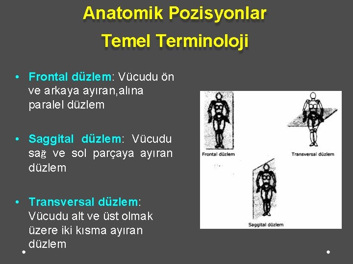 Anatomik Pozisyonlar Temel Terminoloji • Frontal düzlem: Vücudu ön ve arkaya ayıran, alına paralel