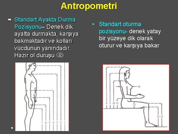 Antropometri Standart Ayakta Durma Pozisyonu– Denek dik ayalta durmakta, karşıya bakmaktadır ve kolları vücdunun