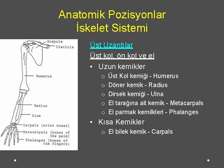 Anatomik Pozisyonlar İskelet Sistemi Üst Uzantılar Üst kol, ön kol ve el • Uzun