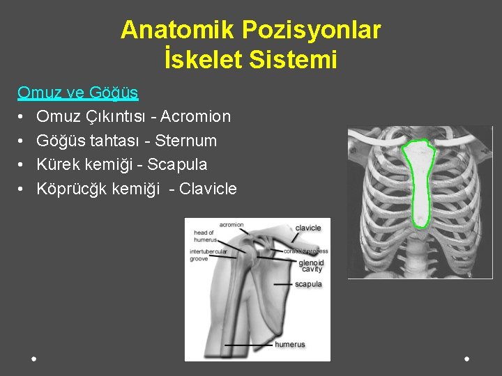 Anatomik Pozisyonlar İskelet Sistemi Omuz ve Göğüs • Omuz Çıkıntısı - Acromion • Göğüs