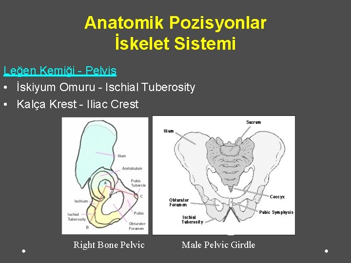 Anatomik Pozisyonlar İskelet Sistemi Leğen Kemiği - Pelvis • İskiyum Omuru - Ischial Tuberosity