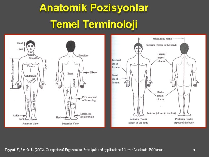 Anatomik Pozisyonlar Temel Terminoloji Tayyari, F. , Smith, J. , (2003). Occupational Ergonomics: Principals