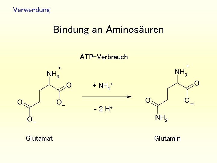 Verwendung Bindung an Aminosäuren ATP-Verbrauch + + + NH 4+ - - - 2