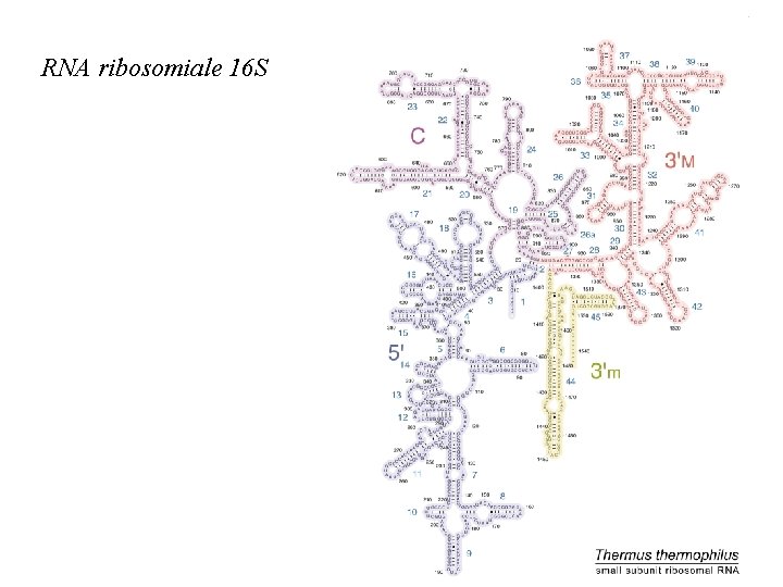 RNA ribosomiale 16 S 