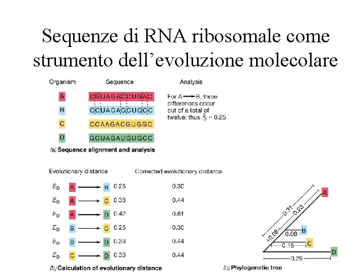 Sequenze di RNA ribosomale come strumento dell’evoluzione molecolare 