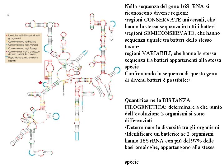 Nella sequenza del gene 16 S r. RNA si riconoscono diverse regioni: • regioni