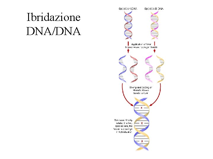 Ibridazione DNA/DNA 