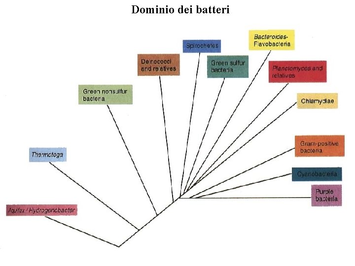 Dominio dei batteri 