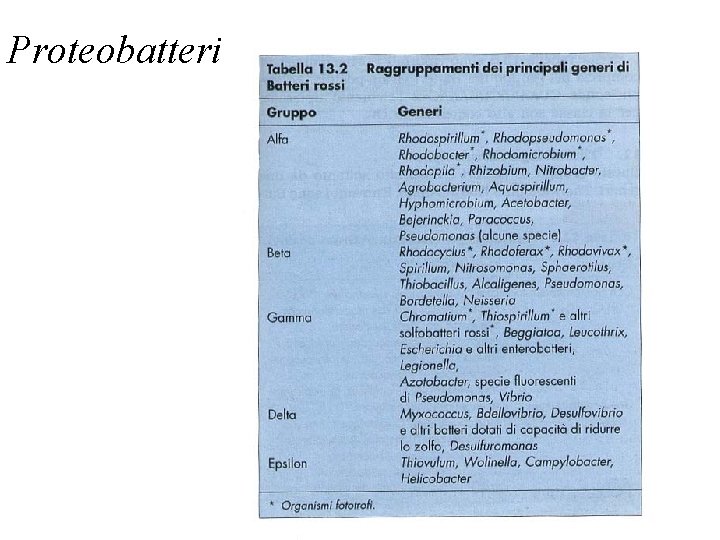 Proteobatteri 