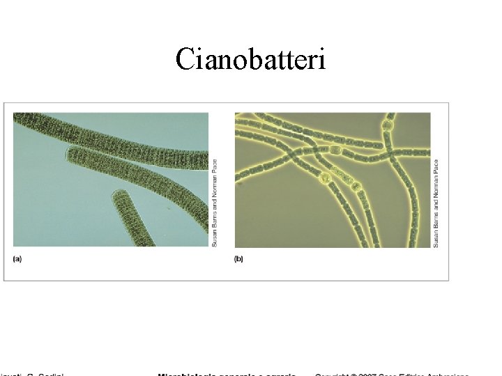 Cianobatteri 