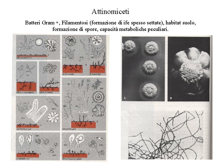 Attinomiceti Batteri Gram +, Filamentosi (formazione di ife spesso settate), habitat suolo, formazione di
