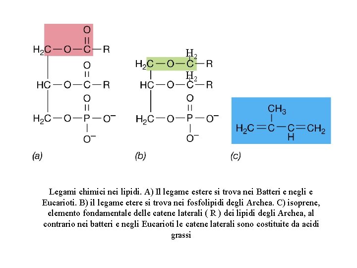 H 2 Legami chimici nei lipidi. A) Il legame estere si trova nei Batteri