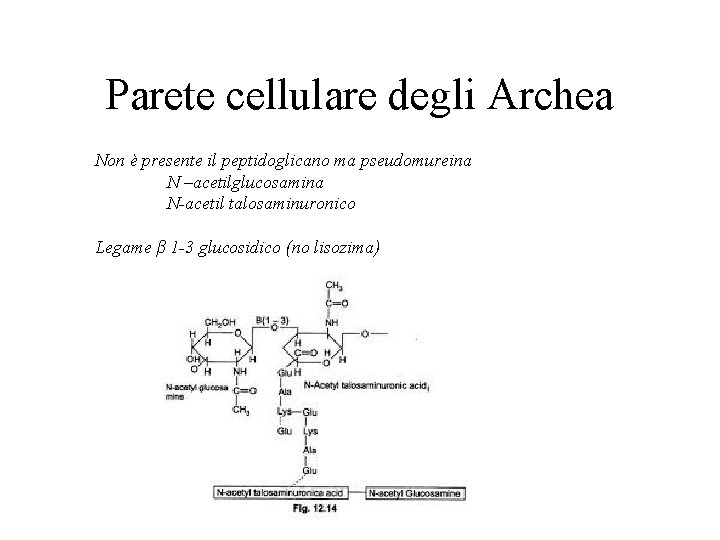 Parete cellulare degli Archea Non è presente il peptidoglicano ma pseudomureina N –acetilglucosamina N-acetil