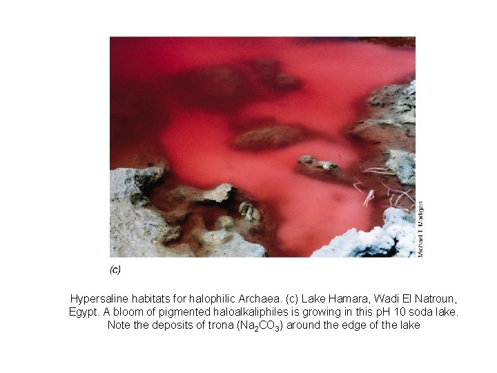 Hypersaline habitats for halophilic Archaea. (c) Lake Hamara, Wadi El Natroun, Egypt. A bloom