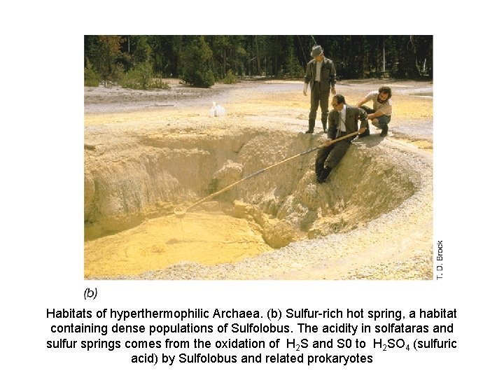 Habitats of hyperthermophilic Archaea. (b) Sulfur-rich hot spring, a habitat containing dense populations of
