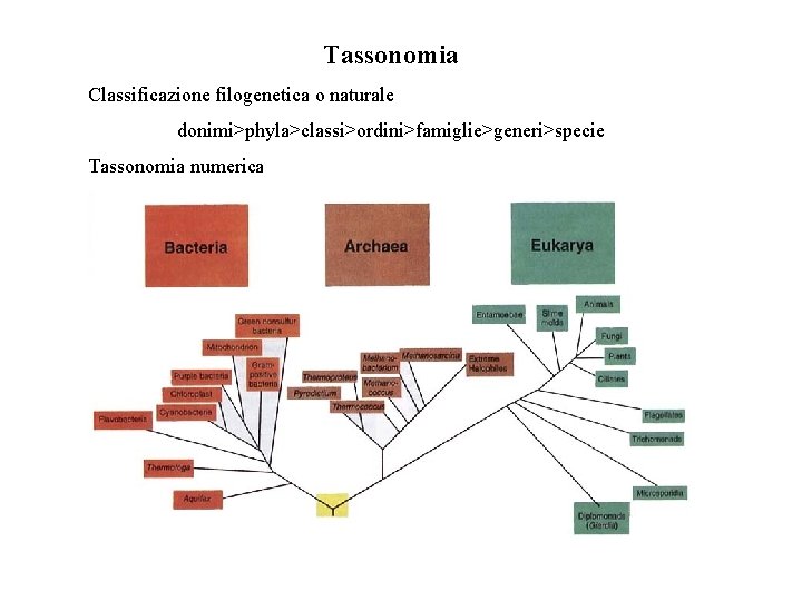 Tassonomia Classificazione filogenetica o naturale donimi>phyla>classi>ordini>famiglie>generi>specie Tassonomia numerica 