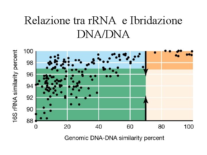 Relazione tra r. RNA e Ibridazione DNA/DNA 