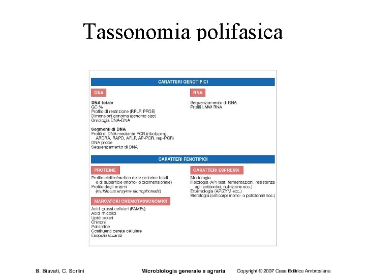 Tassonomia polifasica 