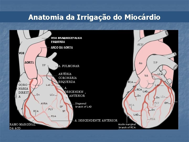 Anatomia da Irrigação do Miocárdio 