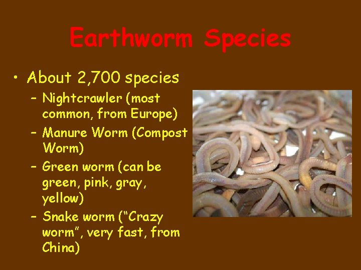 Earthworm Species • About 2, 700 species – Nightcrawler (most common, from Europe) –