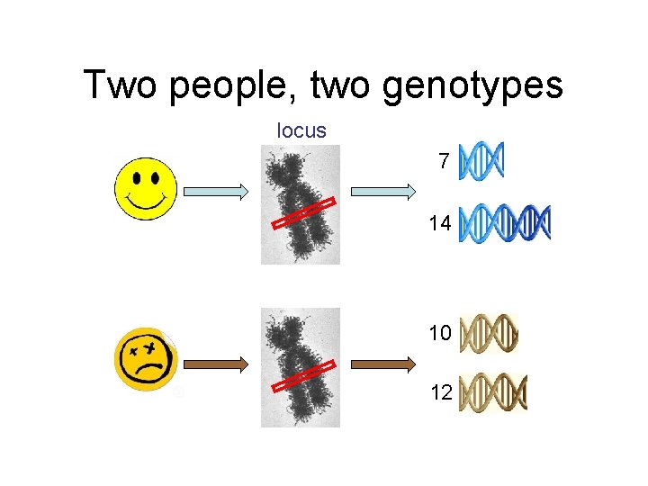 Two people, two genotypes locus 7 14 10 12 