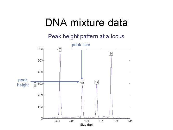 DNA mixture data Peak height pattern at a locus peak size peak height 