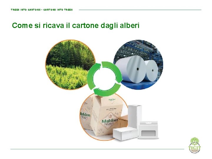 TREES INTO CARTONS • CARTONS INTO TREES Come si ricava il cartone dagli alberi