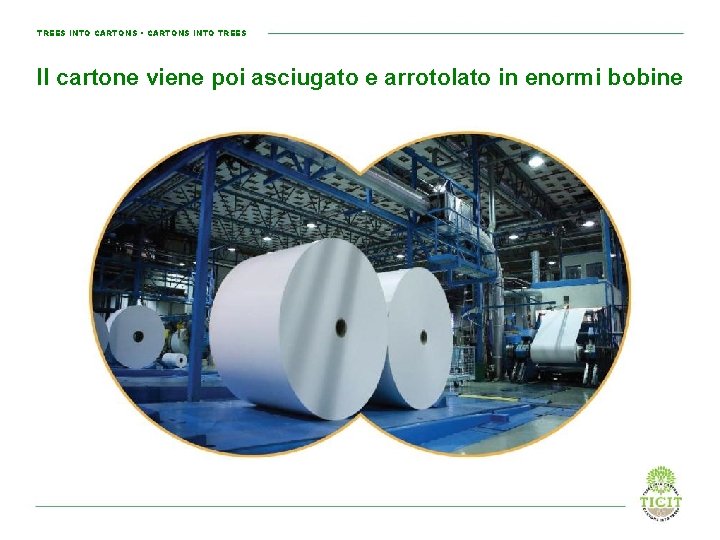 TREES INTO CARTONS • CARTONS INTO TREES Il cartone viene poi asciugato e arrotolato