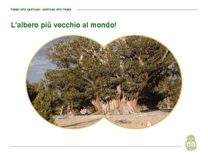 TREES INTO CARTONS • CARTONS INTO TREES L'albero più vecchio al mondo! The oldest