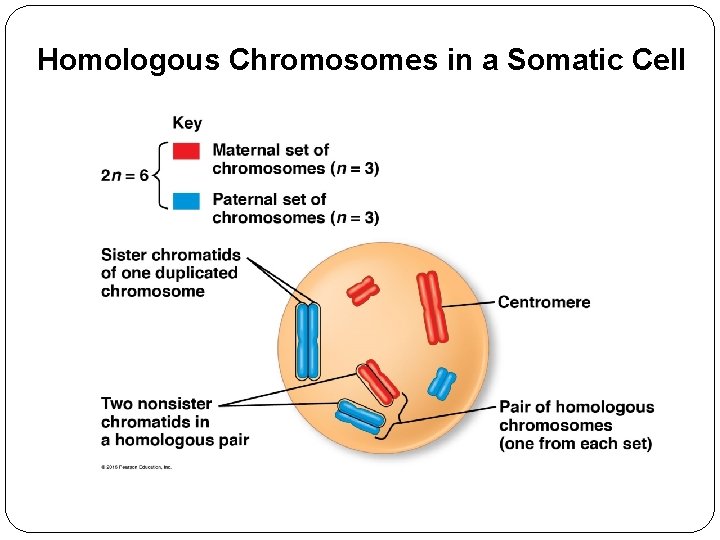 Homologous Chromosomes in a Somatic Cell 