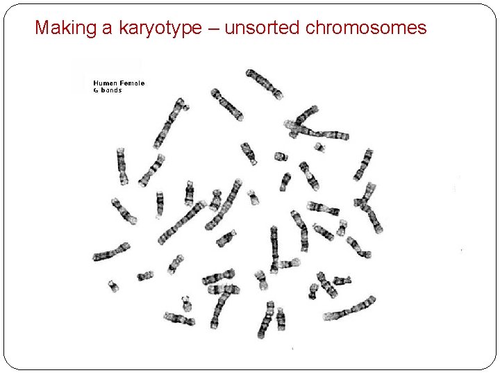 Making a karyotype – unsorted chromosomes 