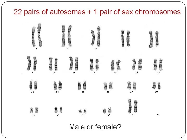 22 pairs of autosomes + 1 pair of sex chromosomes Male or female? 