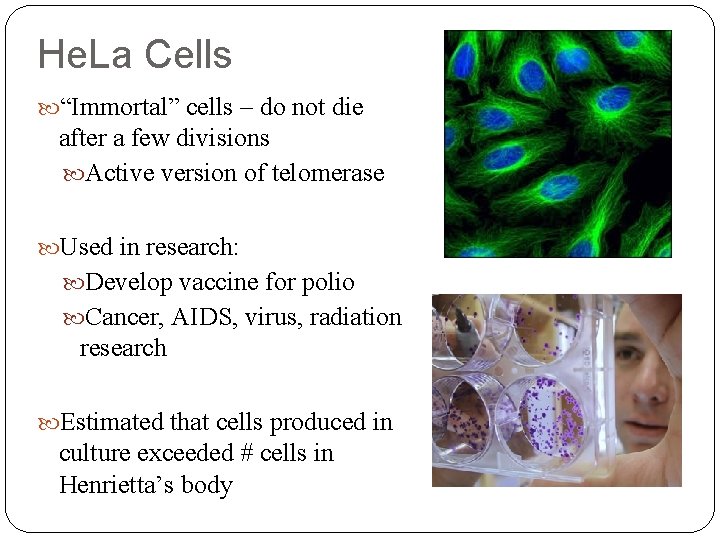 He. La Cells “Immortal” cells – do not die after a few divisions Active