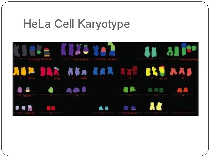 He. La Cell Karyotype 