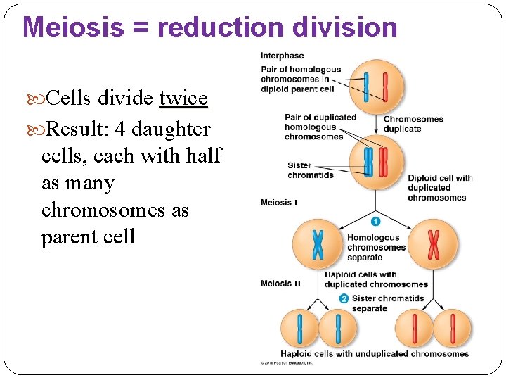 Meiosis = reduction division Cells divide twice Result: 4 daughter cells, each with half