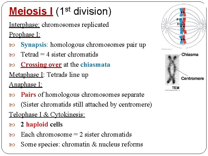 Meiosis I (1 st division) Interphase: chromosomes replicated Prophase I: Synapsis: homologous chromosomes pair