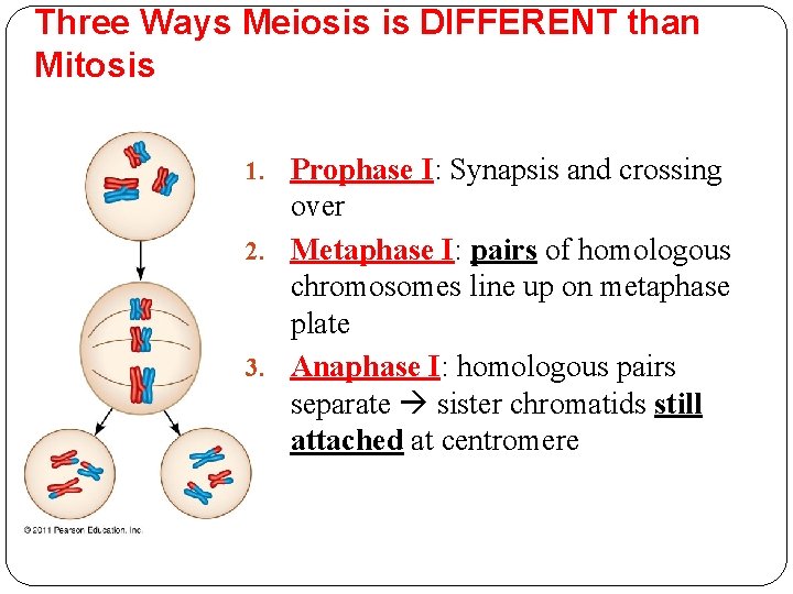 Three Ways Meiosis is DIFFERENT than Mitosis 1. Prophase I: Synapsis and crossing over