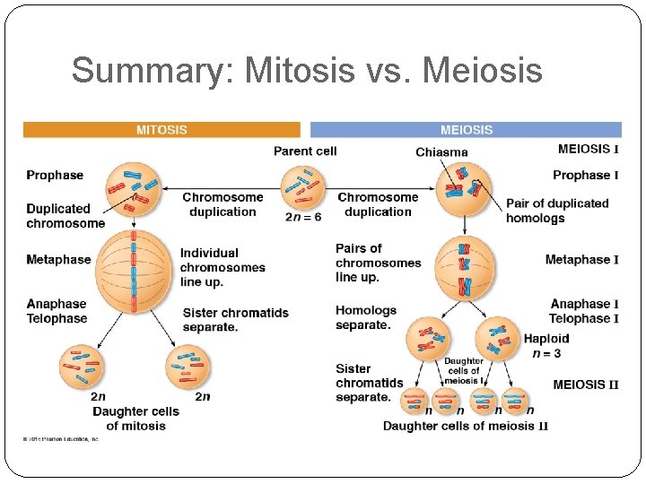 Summary: Mitosis vs. Meiosis 