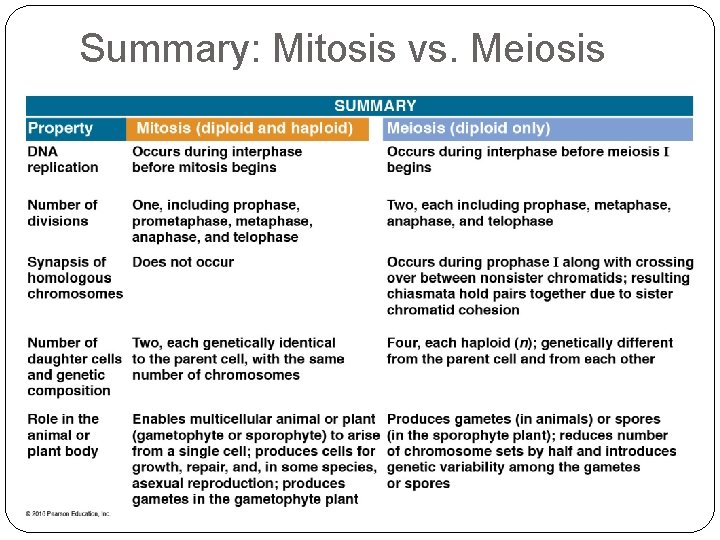 Summary: Mitosis vs. Meiosis 