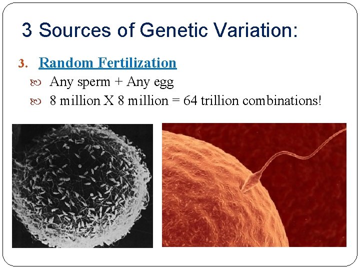 3 Sources of Genetic Variation: 3. Random Fertilization Any sperm + Any egg 8