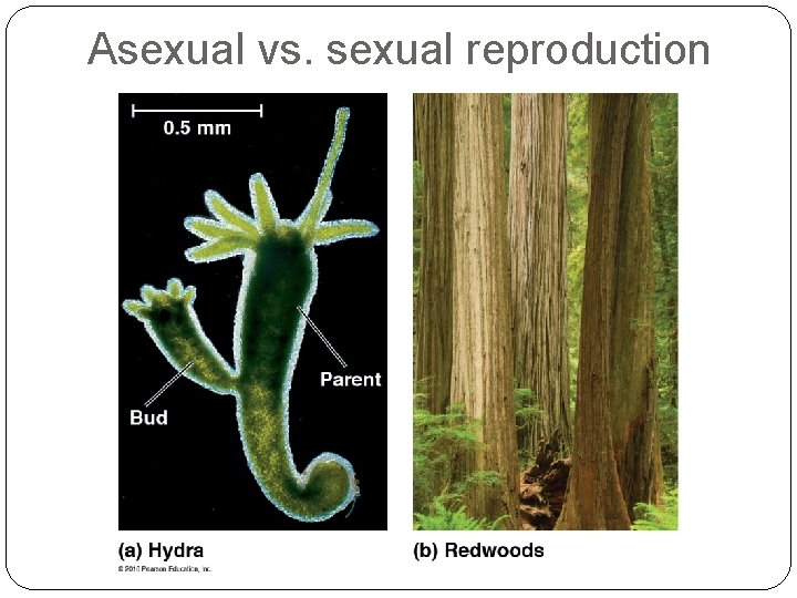 Asexual vs. sexual reproduction 