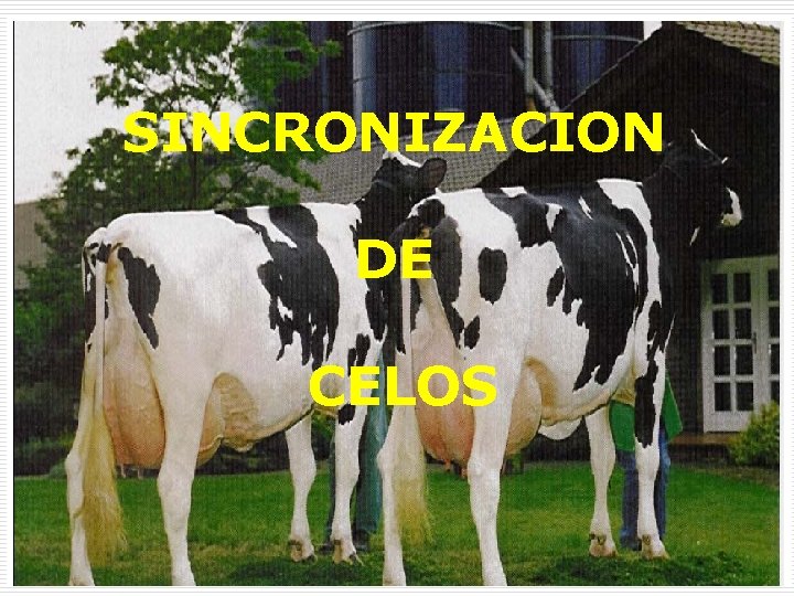 SINCRONIZACION DE CELOS SINCRONIZACION DE CELOS
